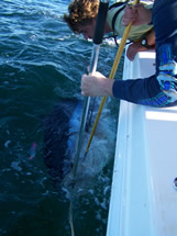 Oak Island Charter fishing bluefin tuna